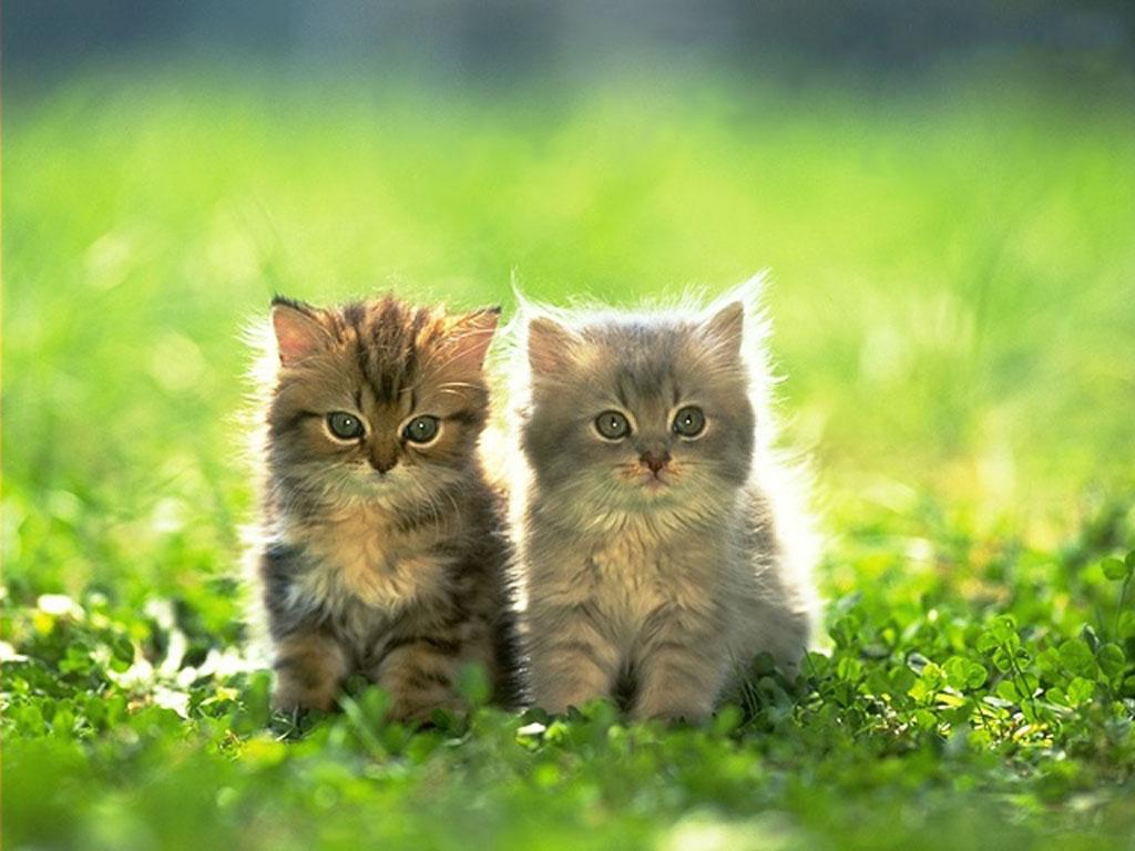 Kittens Backgrounds