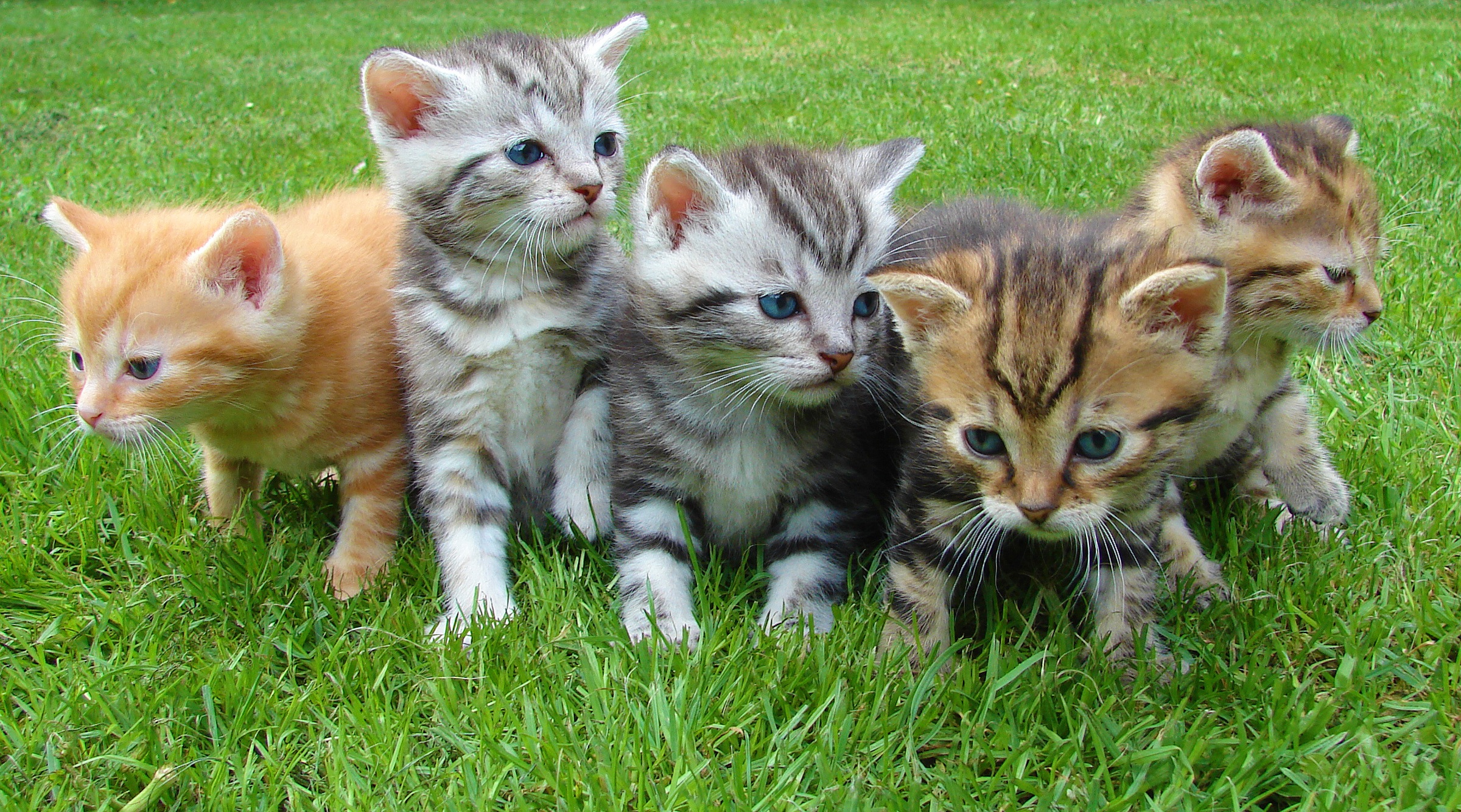 Kittens Wallpapers