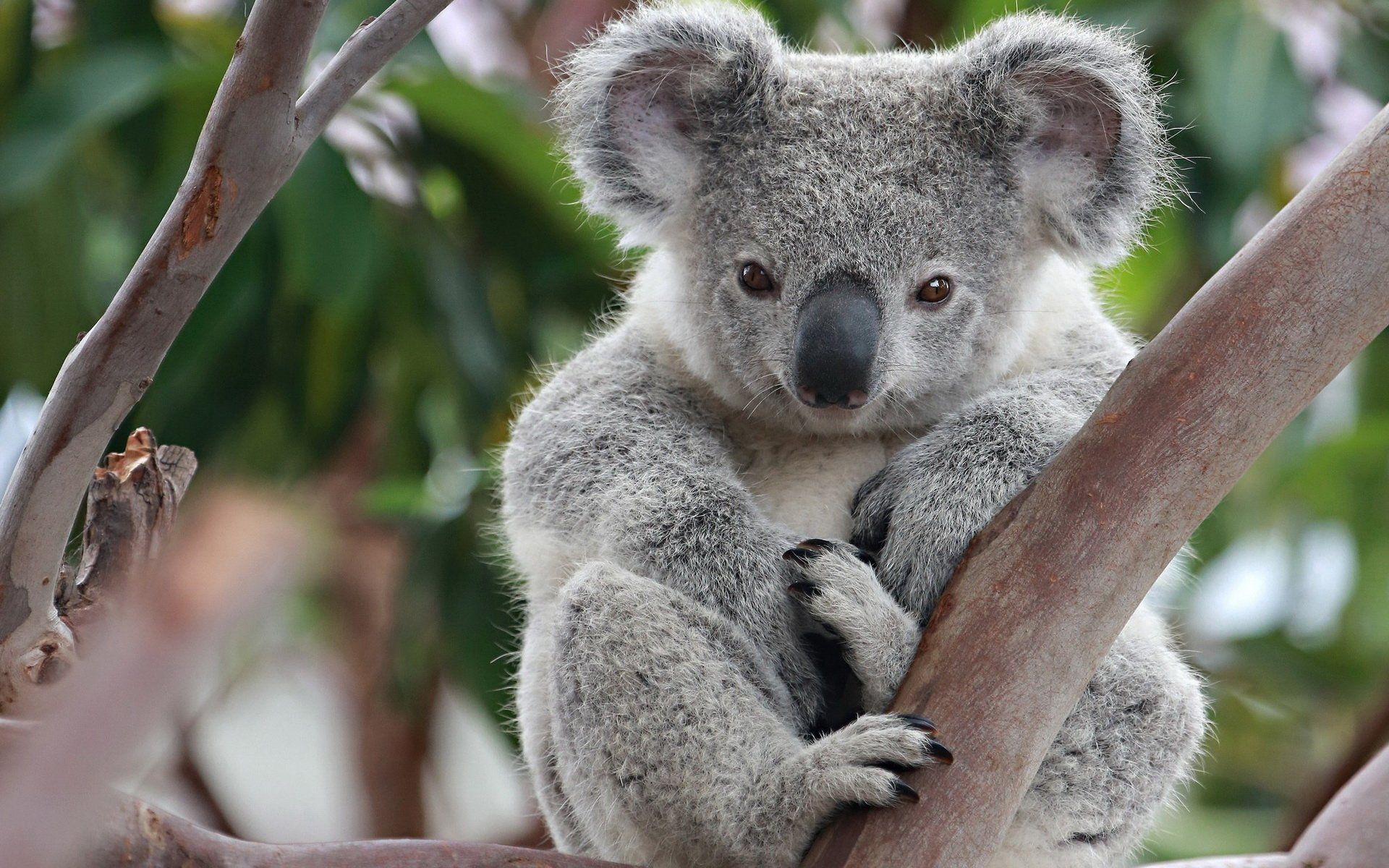 Koala Baby Wallpapers