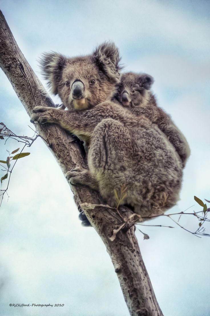 Koala Baby Wallpapers