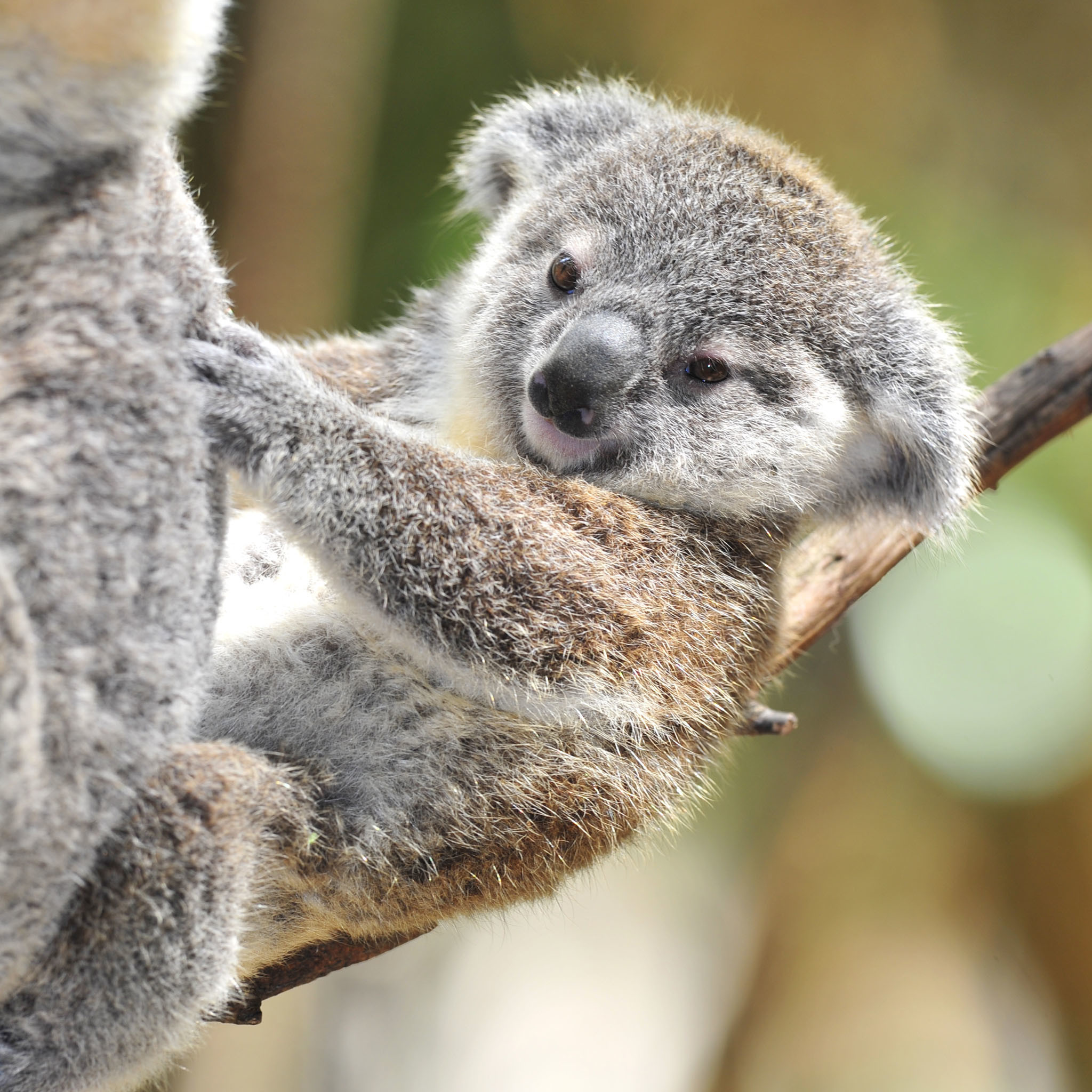 Koala Baby Wallpapers