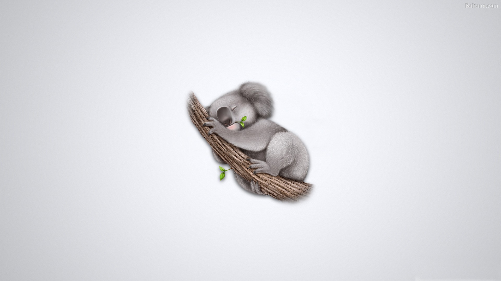 Koala Hd Wallpapers