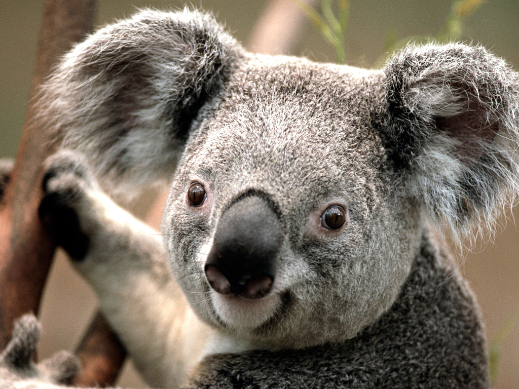 Koala Hd Wallpapers