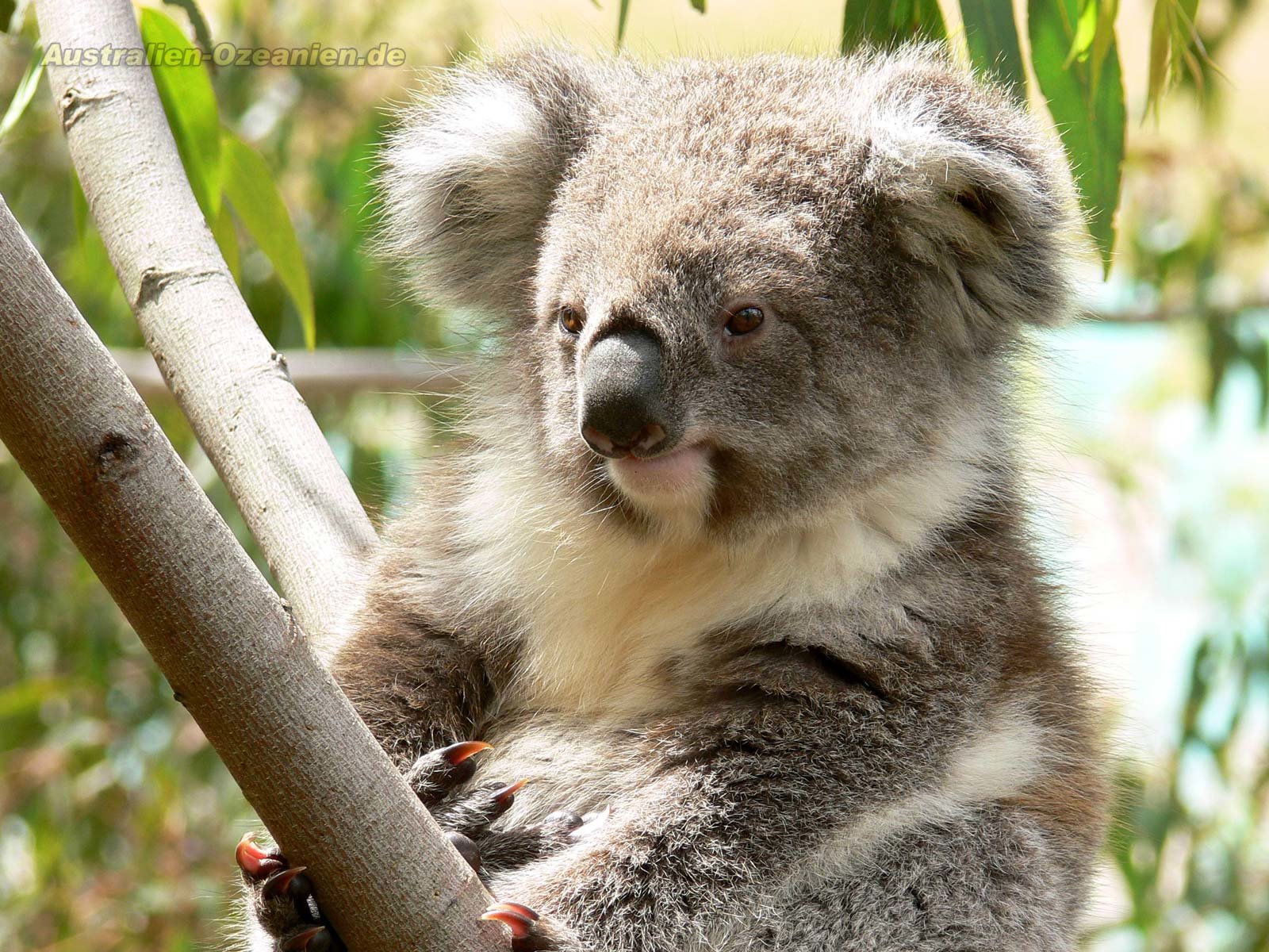 Koala Hd Wallpapers