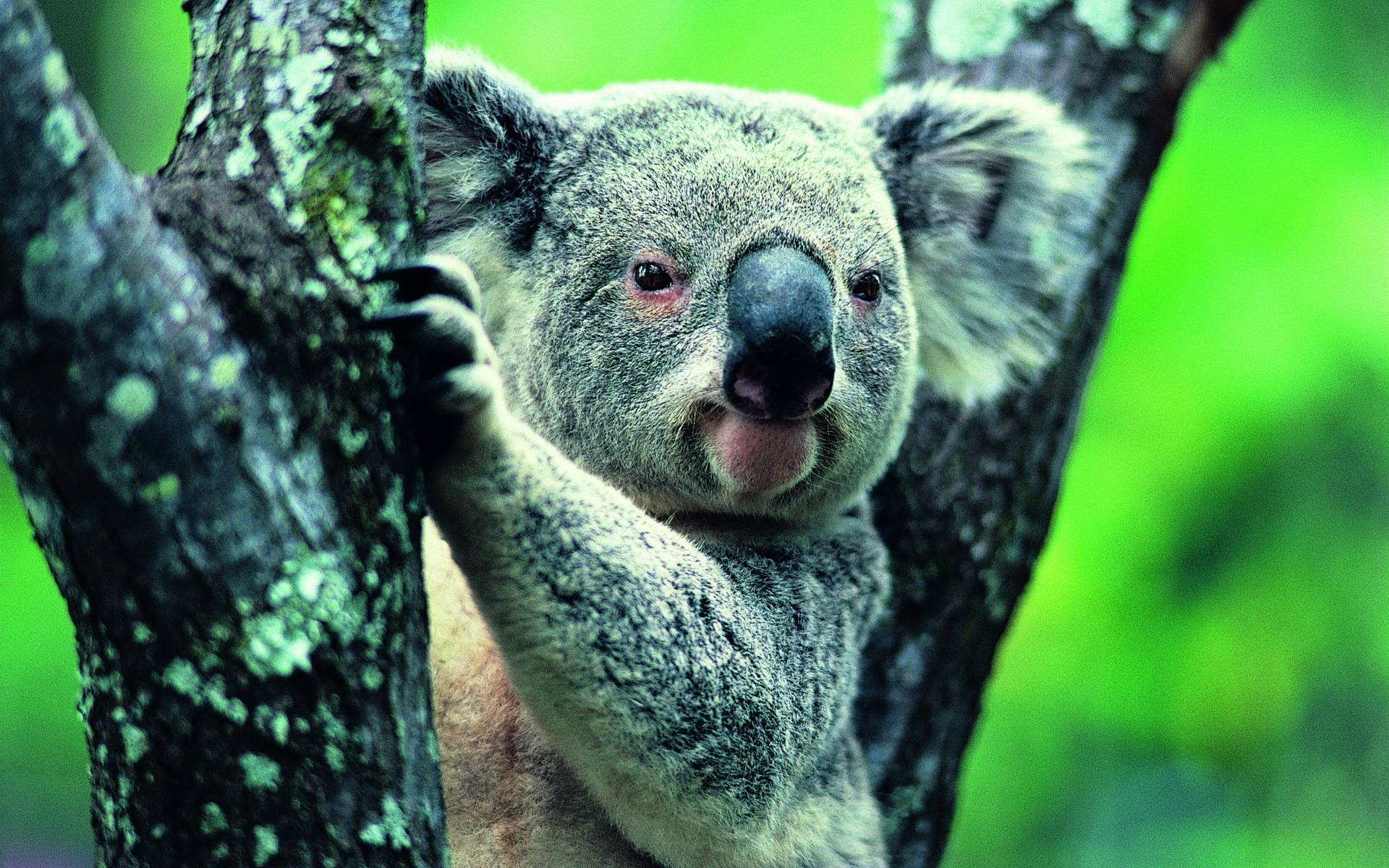 Koala Hd Wallpapers
