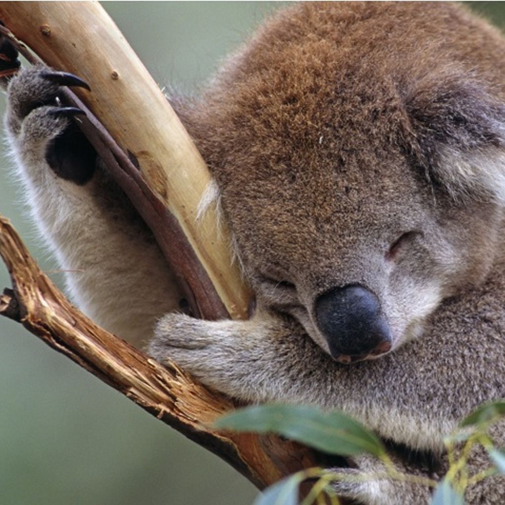 Koala Hd Wallpapers