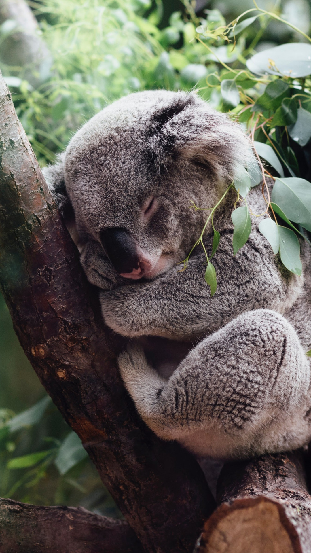 Koala Wallpapers