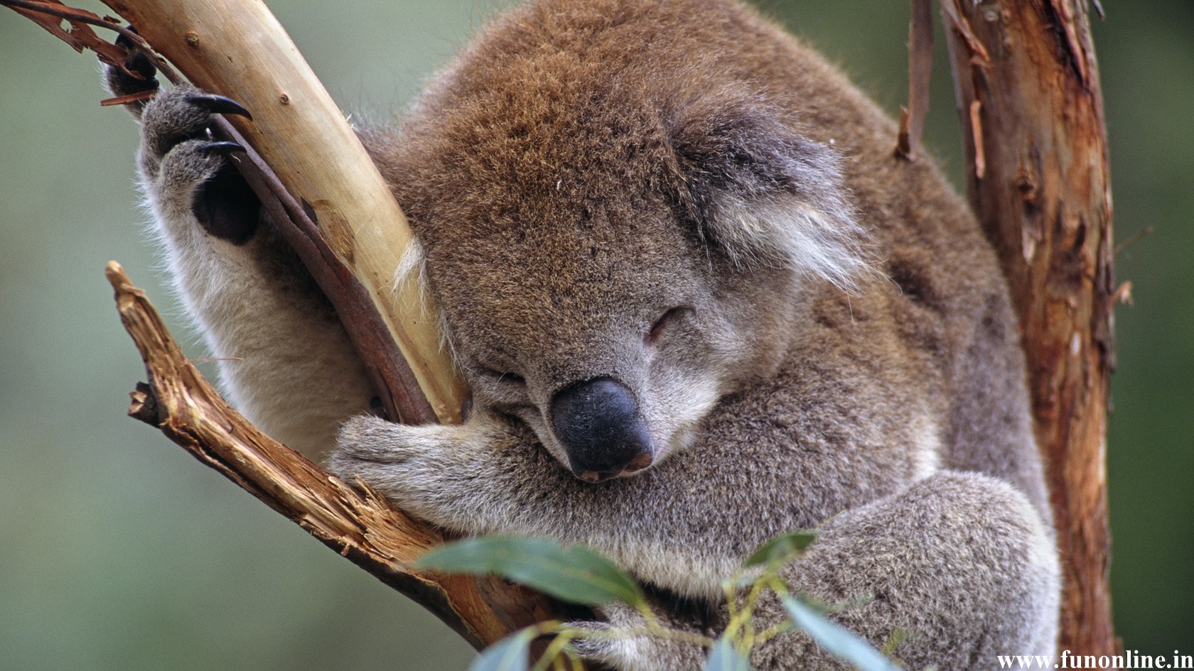 Koala Wallpapers