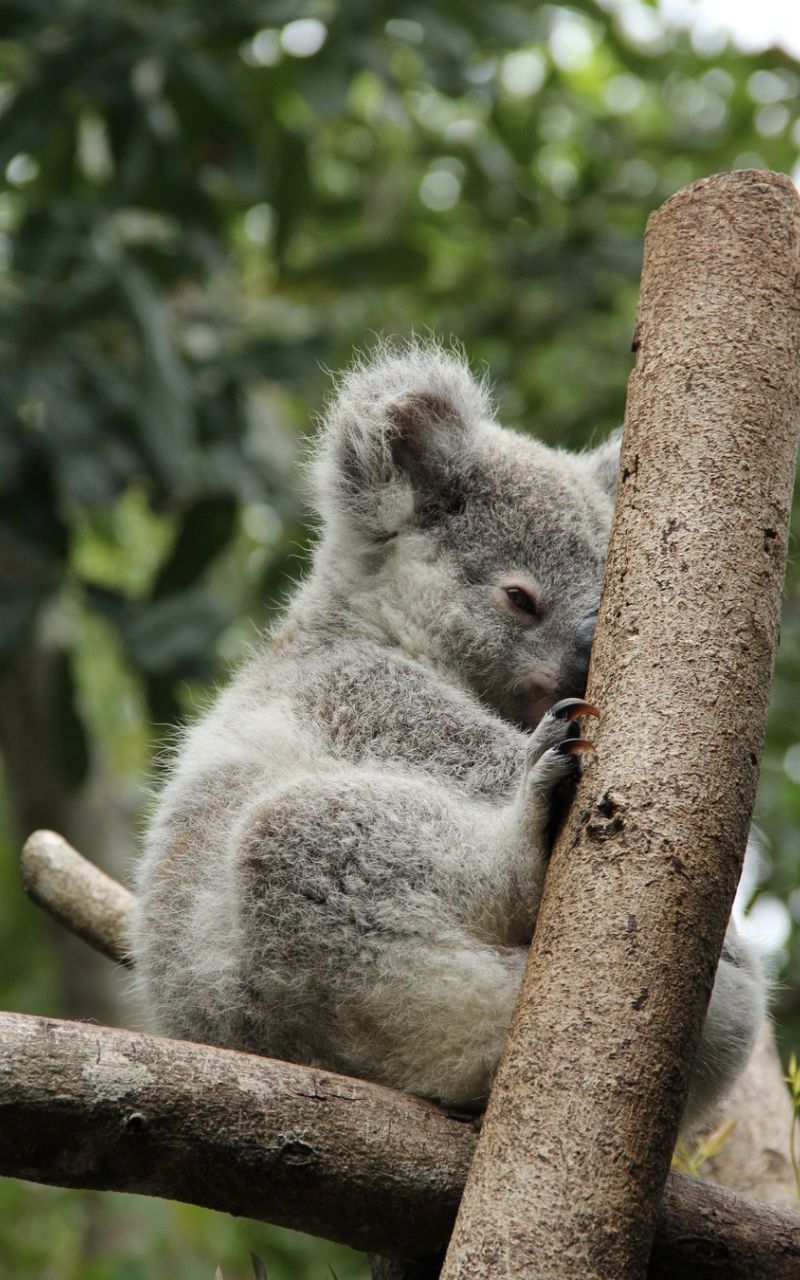 Koala Wallpapers