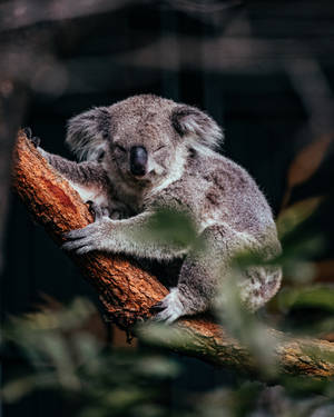 Koala Wallpapers