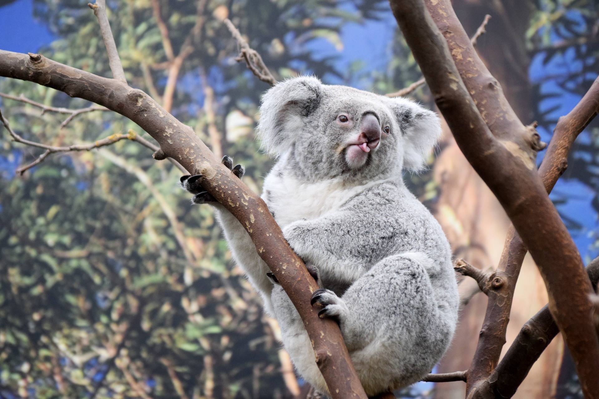 Koala Wallpapers