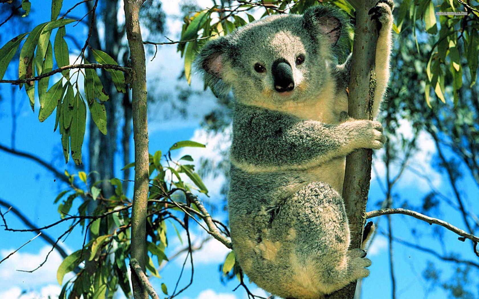 Koala Wallpapers