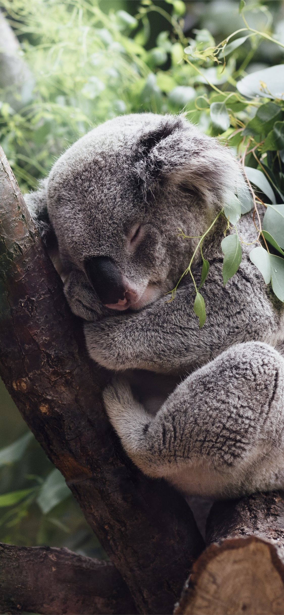 Koala Wallpapers