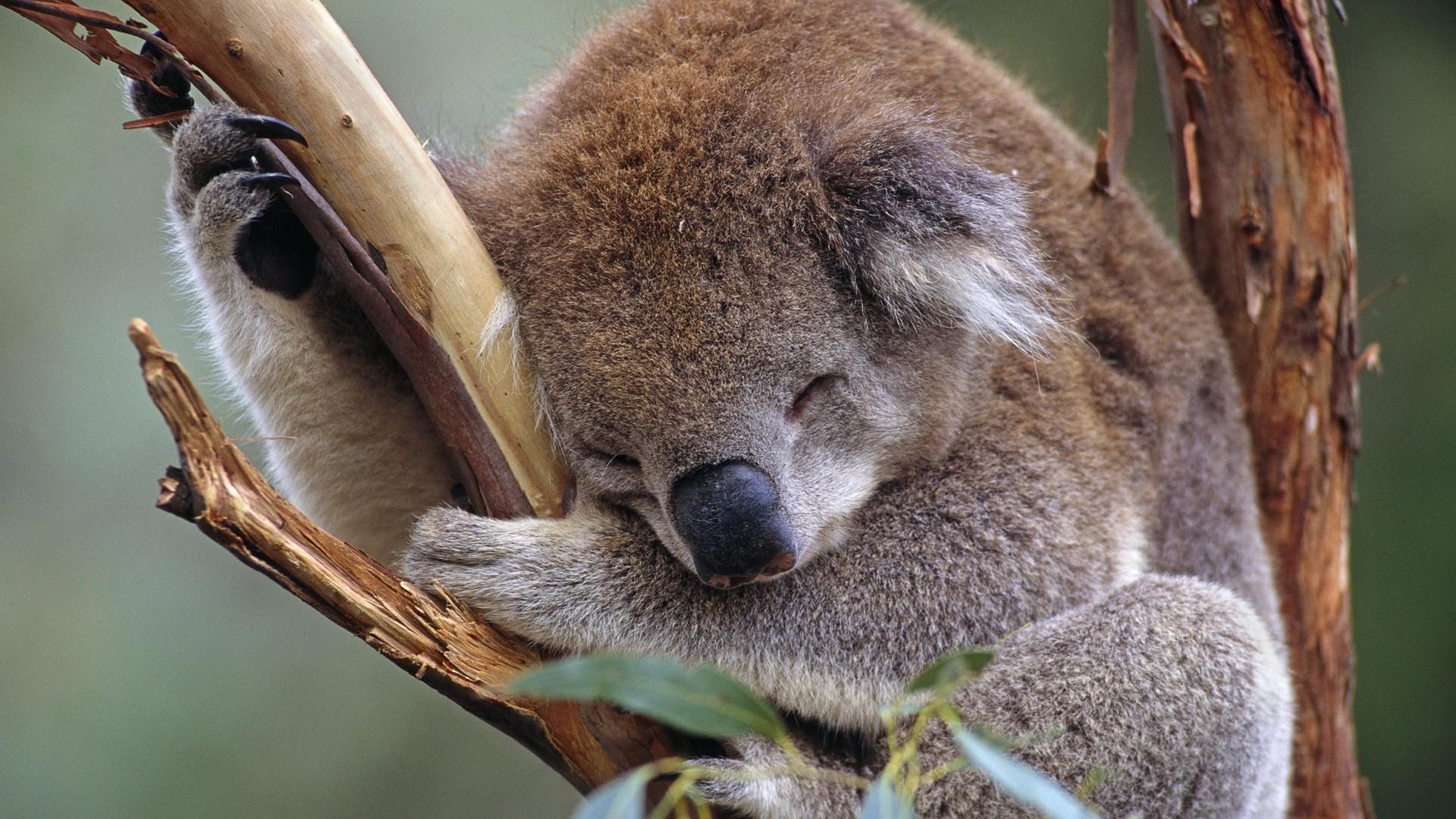 Koala Wallpapers