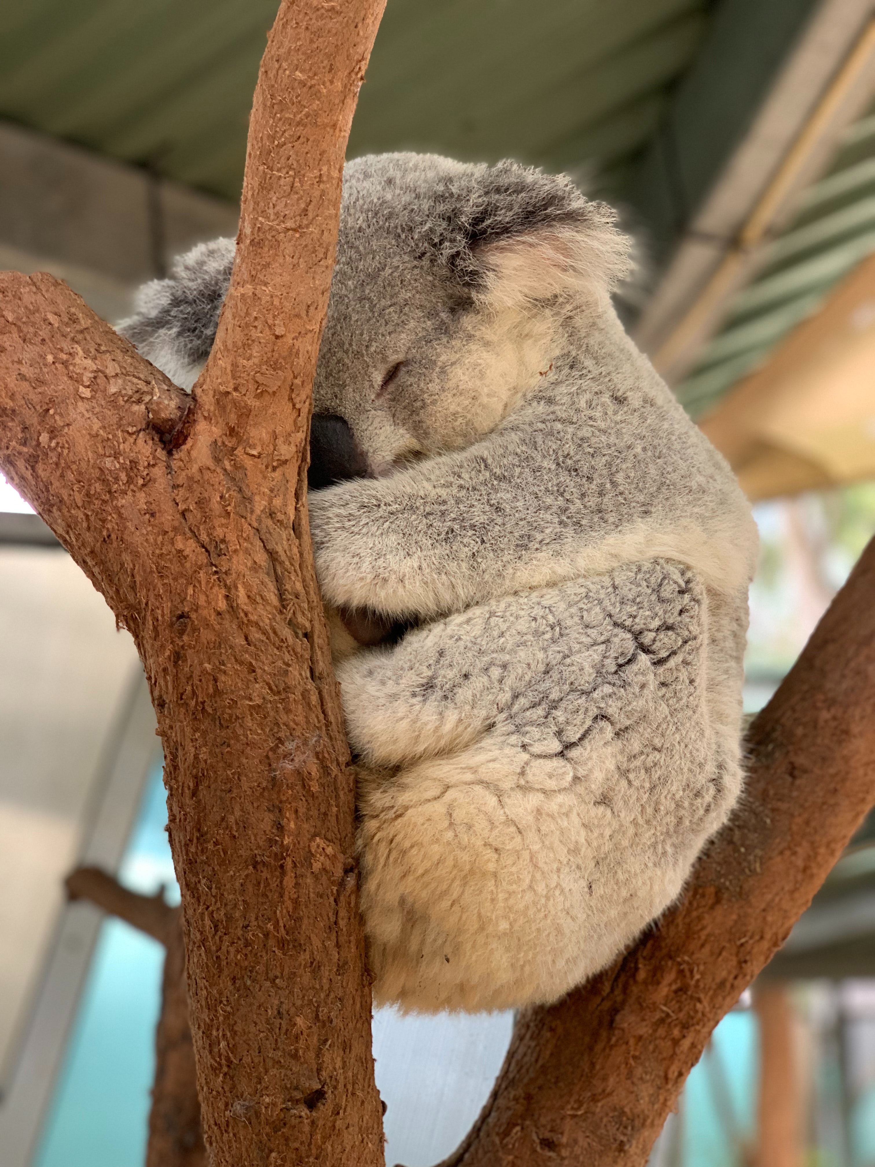 Koala Wallpapers