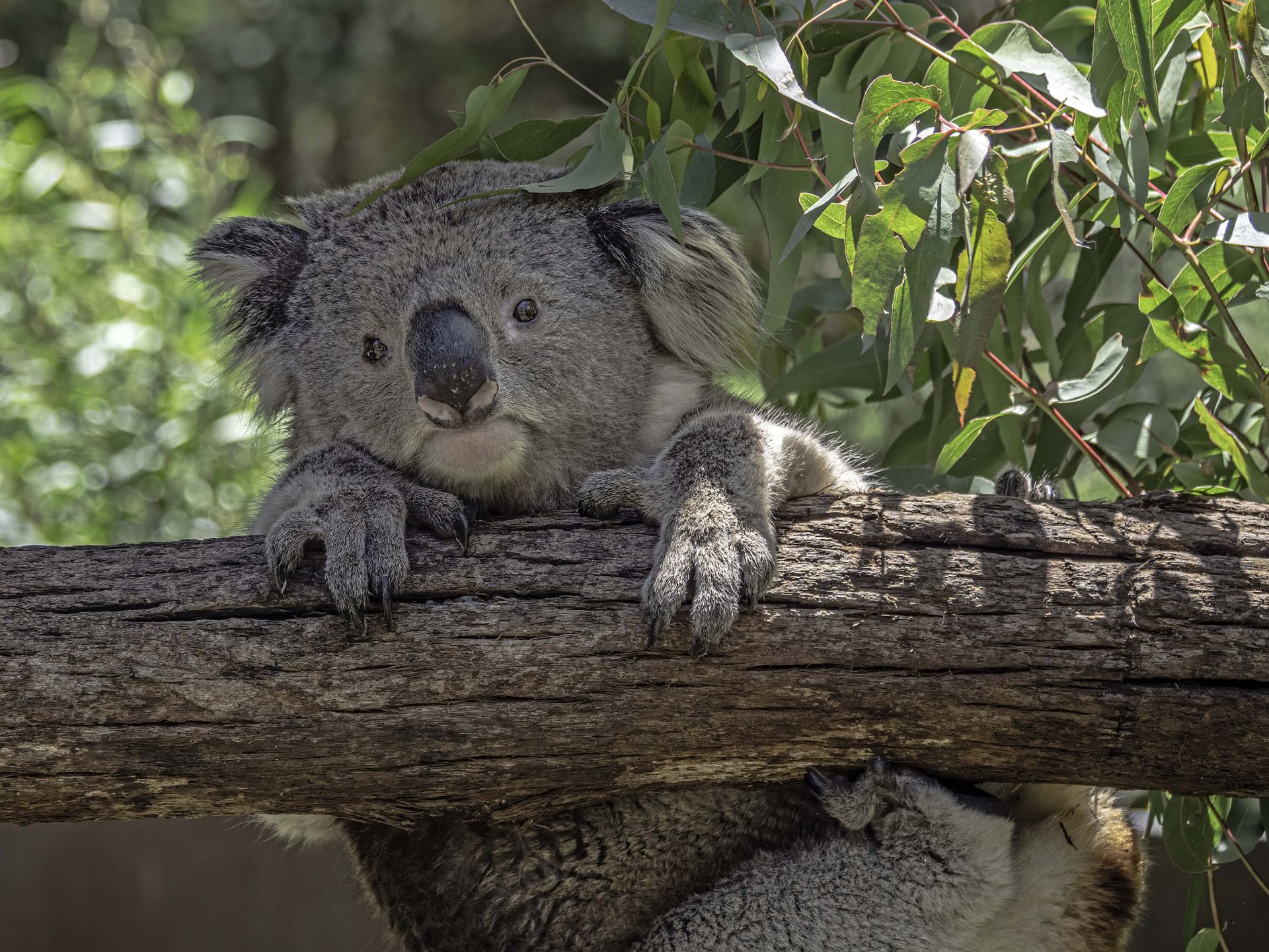 Koala Wallpapers