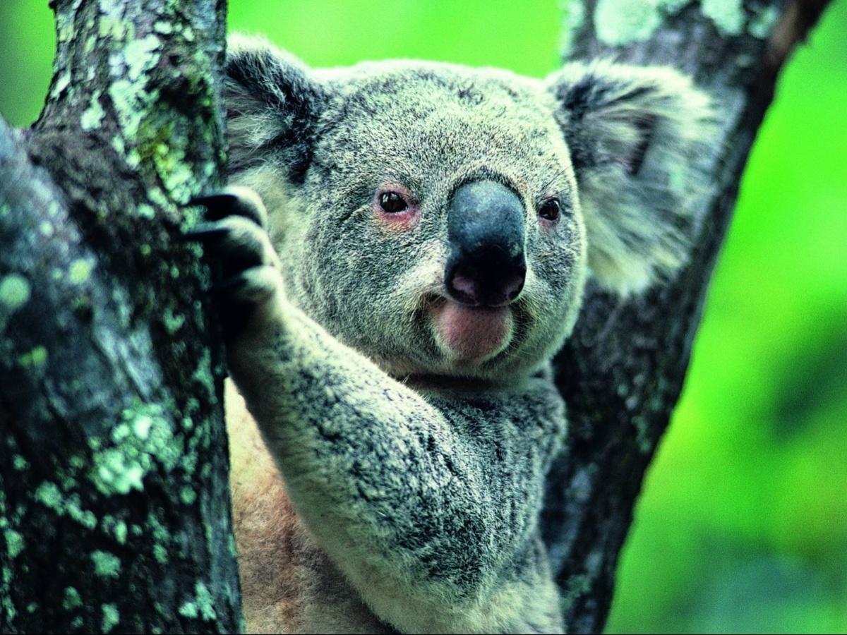 Koala Wallpapers