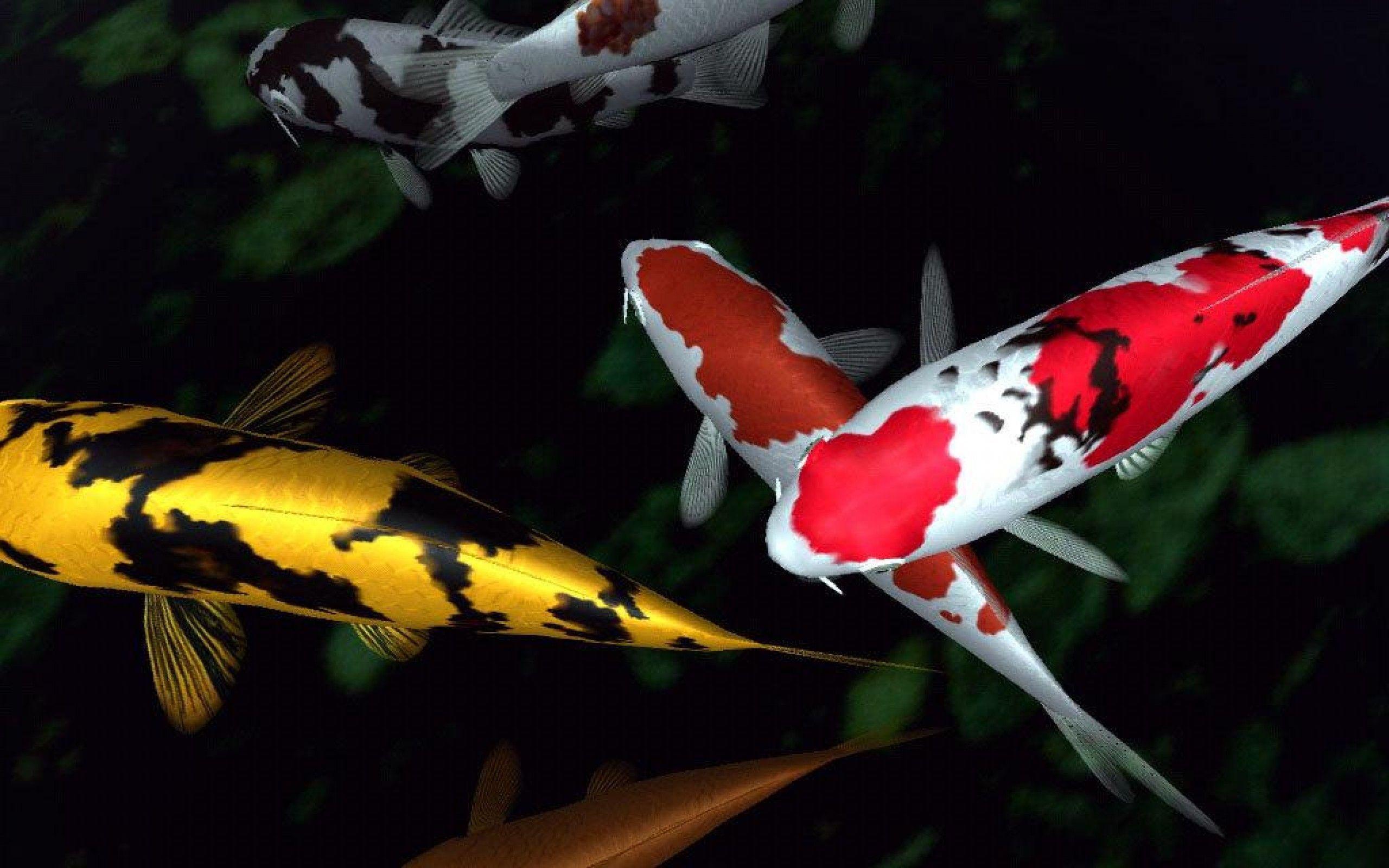 Koi Fish 4K Wallpapers