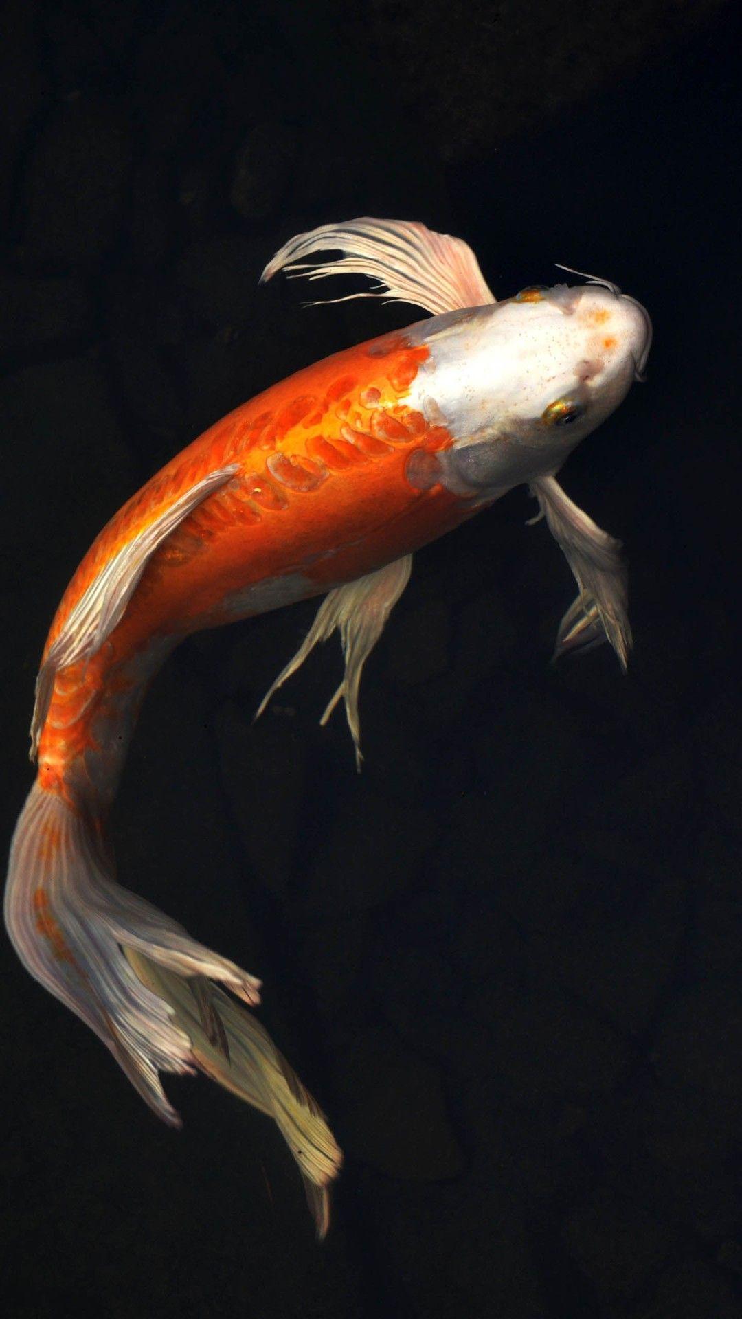 Koi Fish 4K Wallpapers