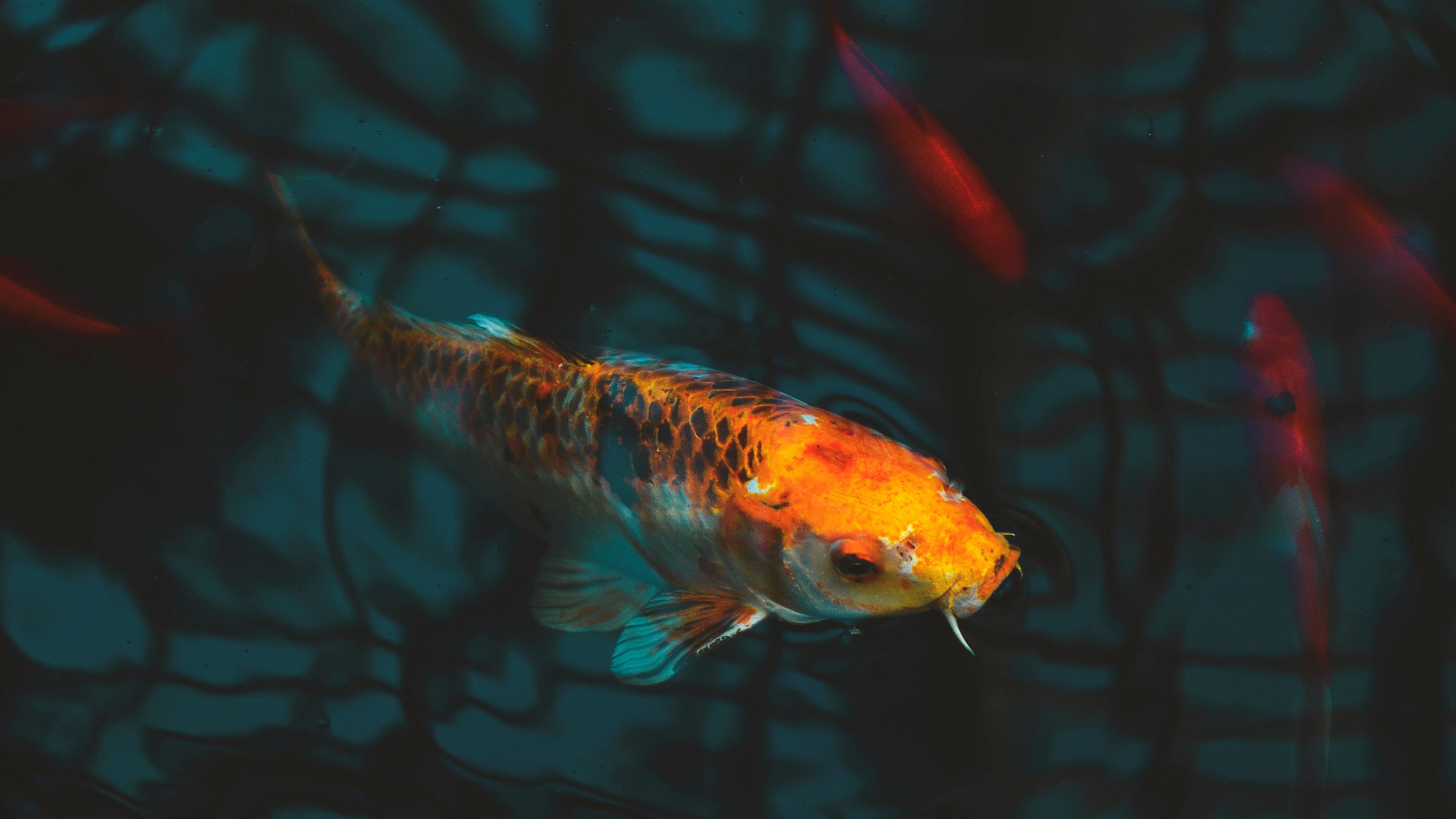 Koi Fish 4K Wallpapers