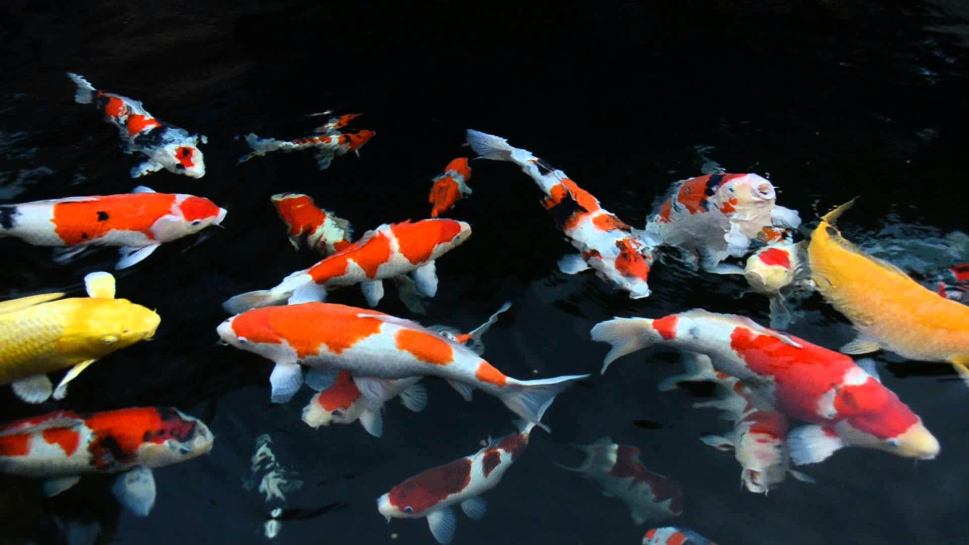 Koi Fish 4K Wallpapers