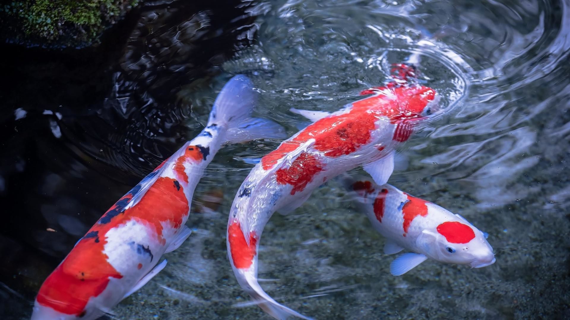 Koi Fish 4K Wallpapers