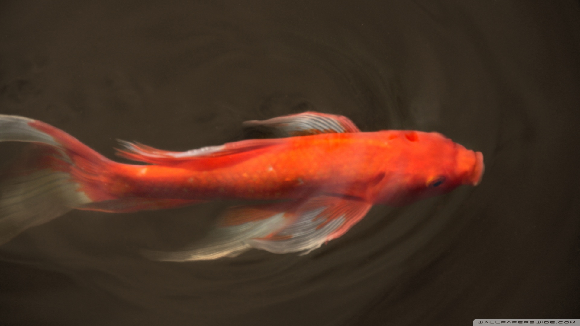 Koi Fish 4K Wallpapers