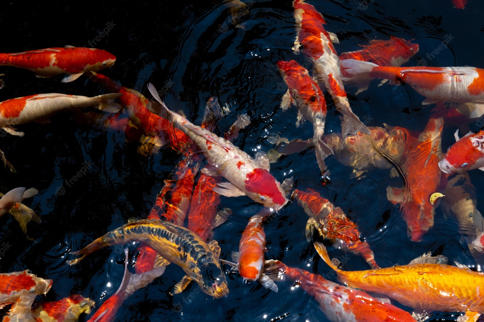 Koi Fish Desktop Background