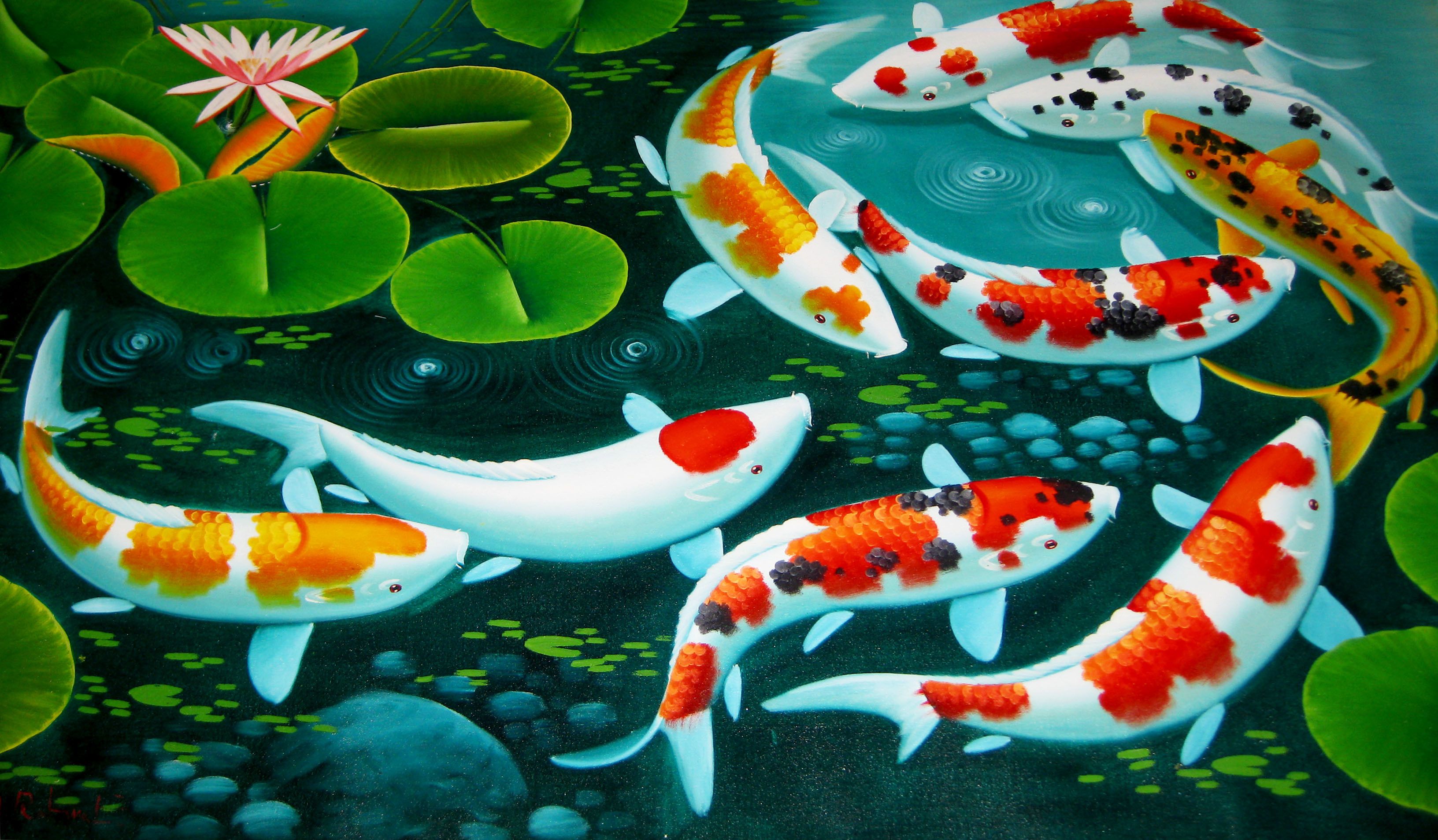 Koi Fish Wallpapers