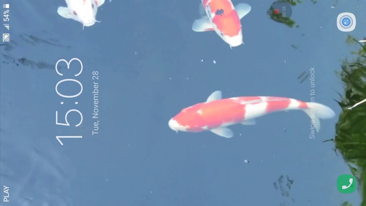 Koi Fish Wallpapers