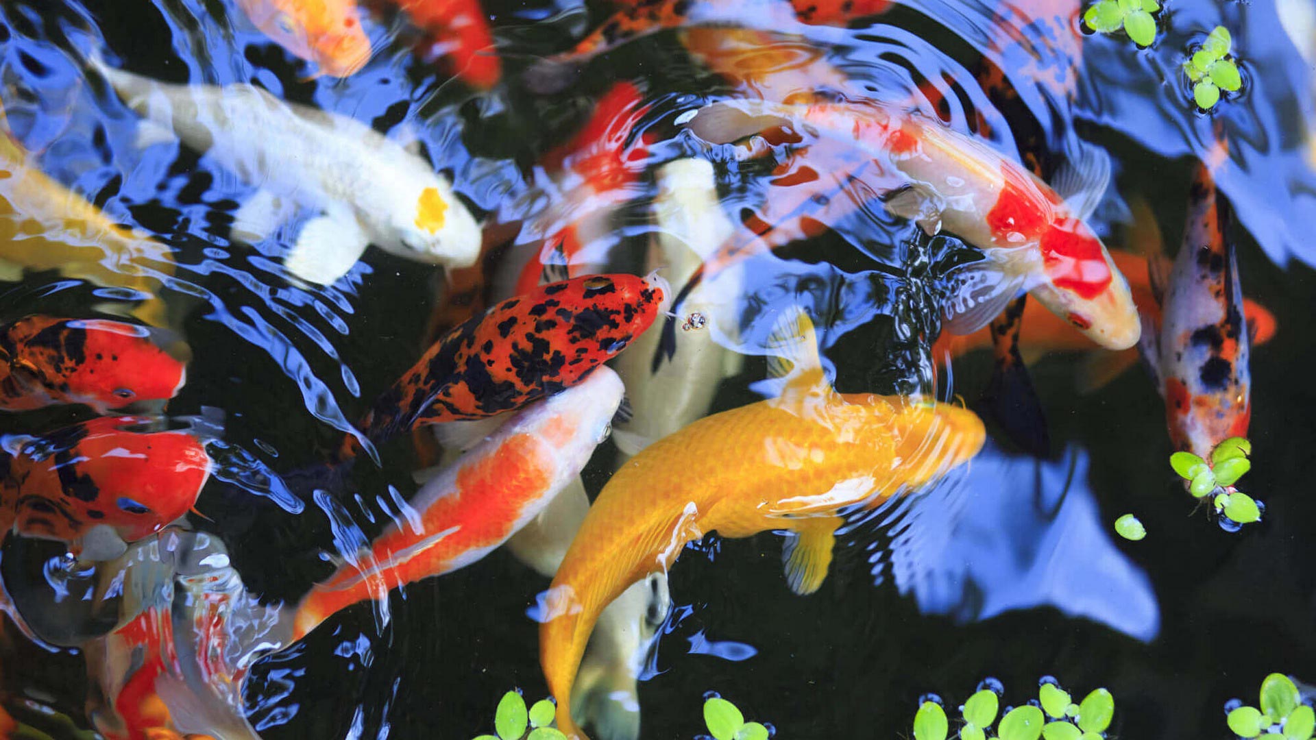 Koi Fish Wallpapers