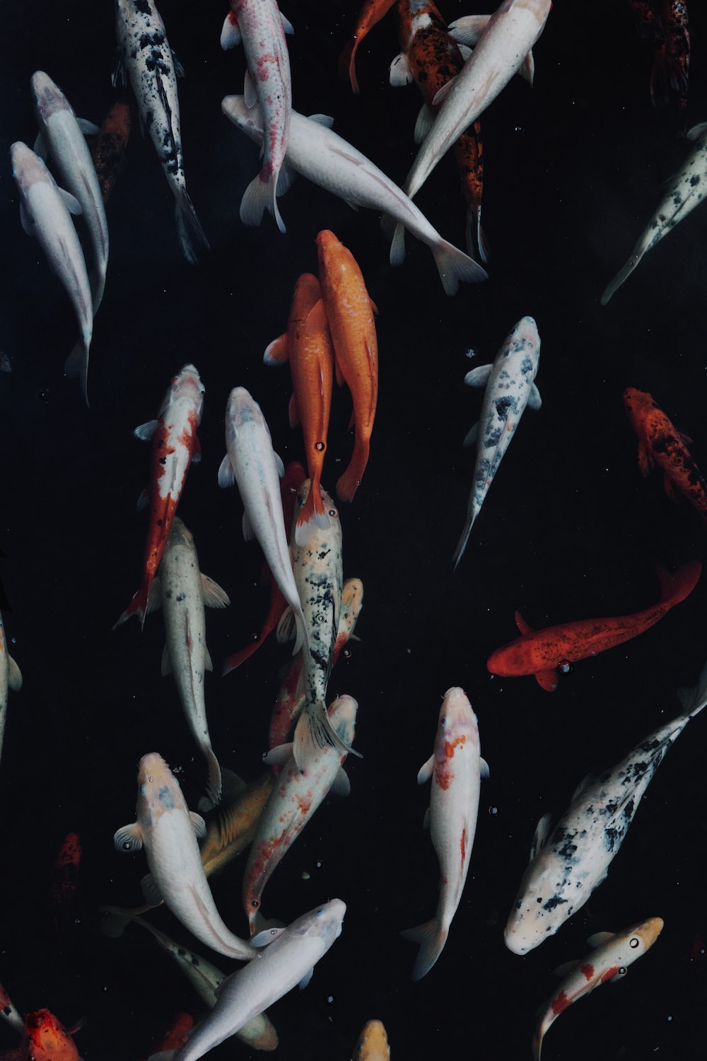 Koi Fish Wallpapers