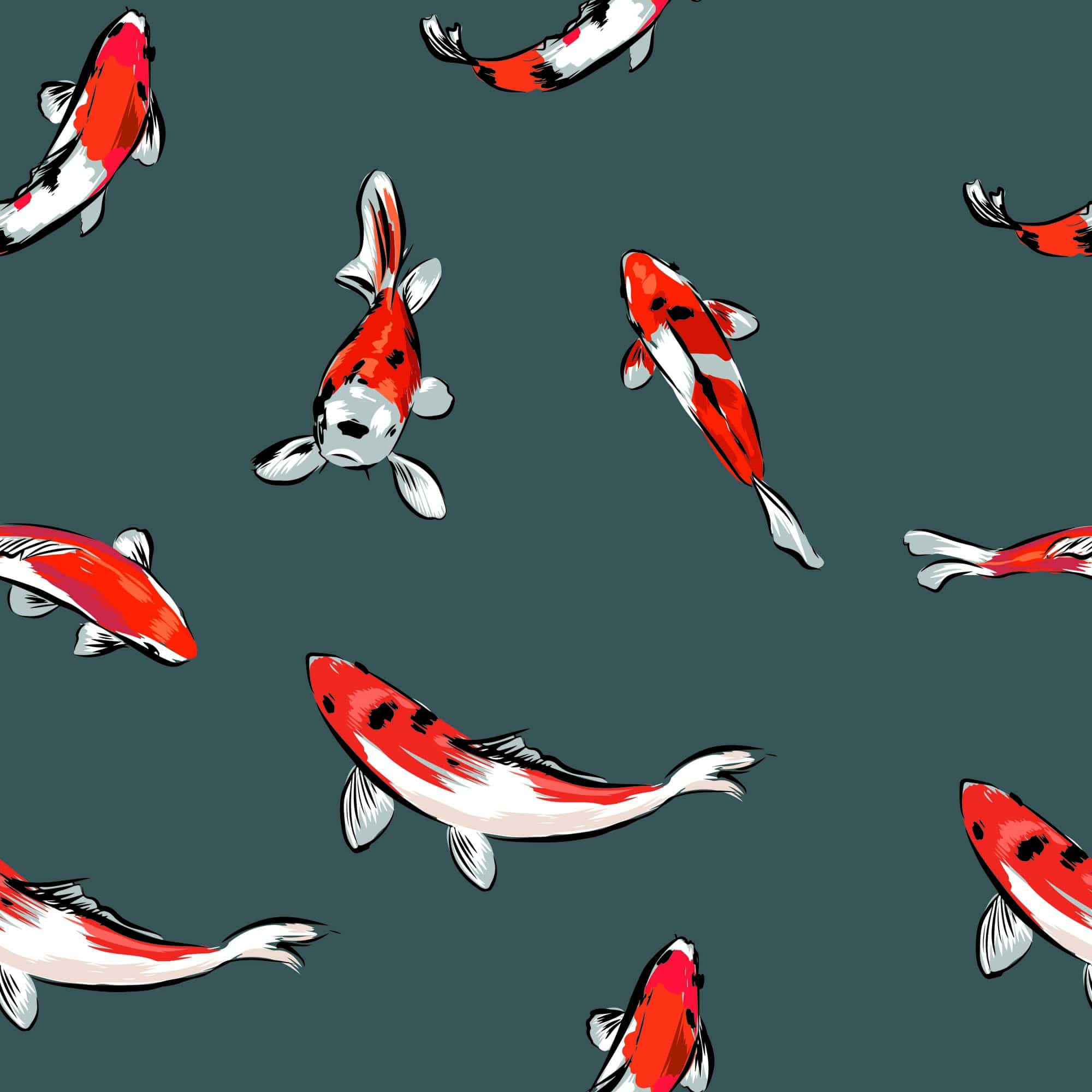 Koi Fish Wallpapers