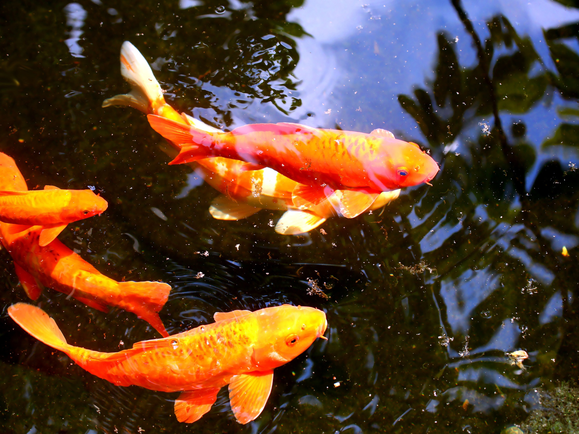 Koi Fish Wallpapers