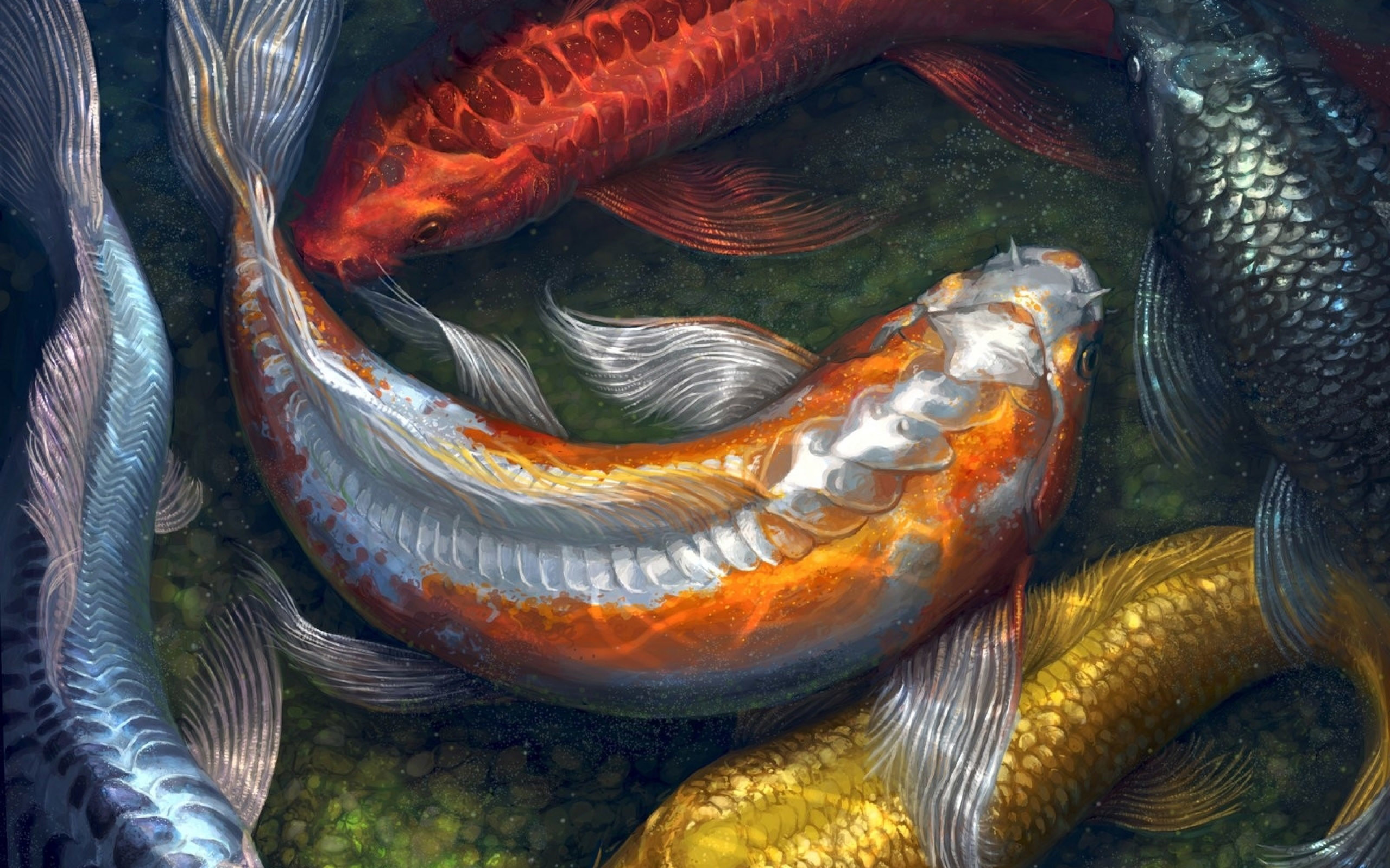 Koi Fish Wallpapers