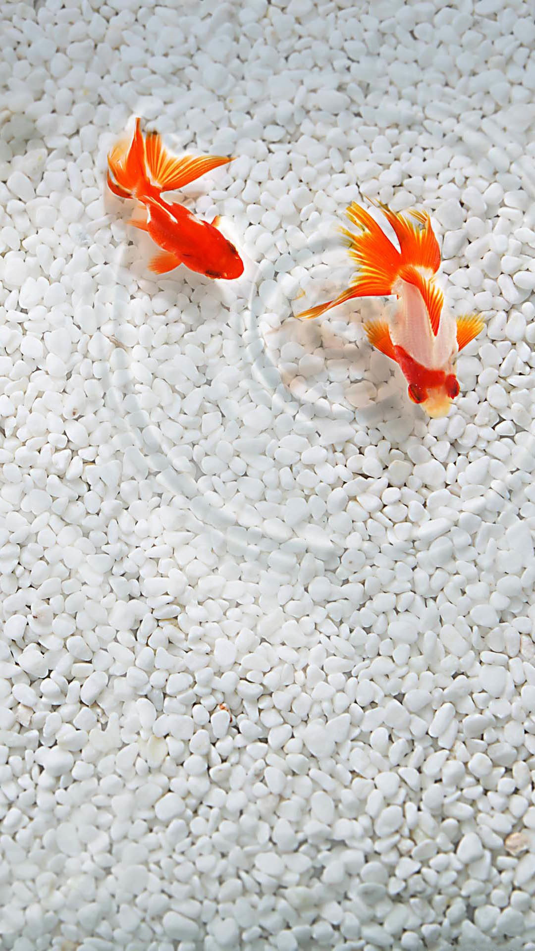 Koi Fish Wallpapers