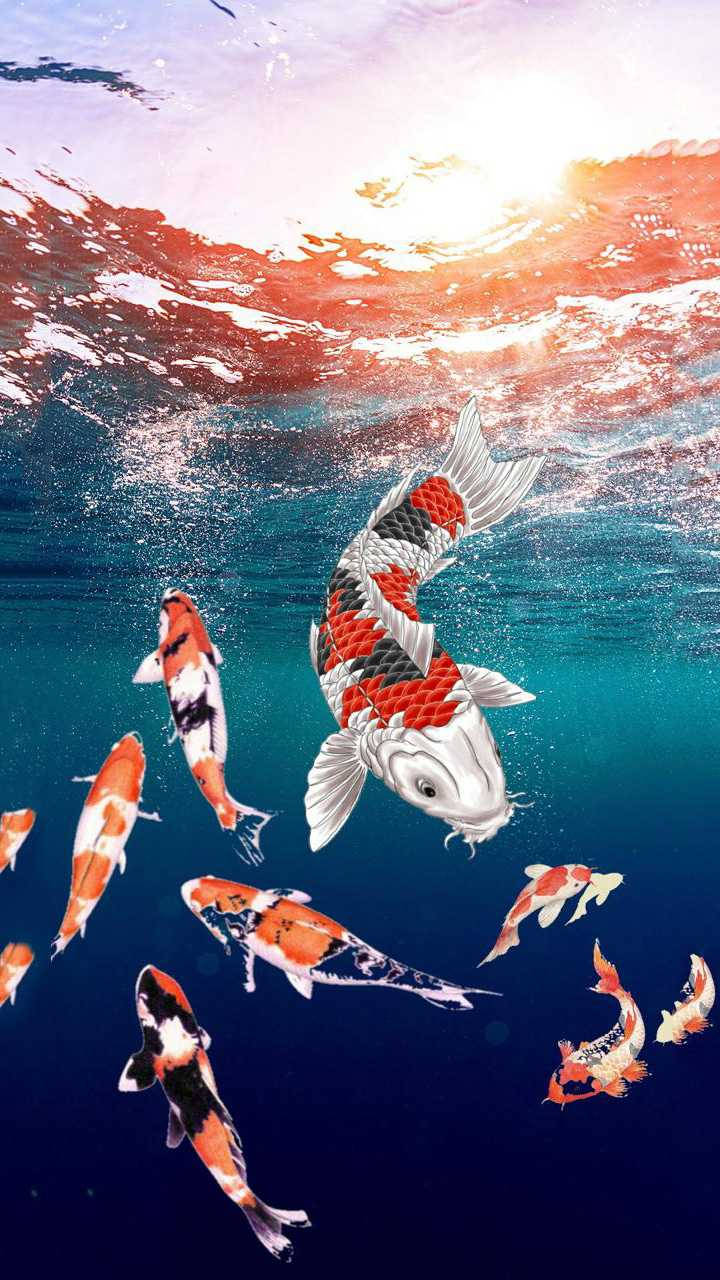 Koi Fish Wallpapers