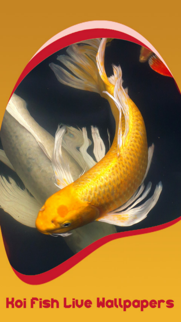 Koi Gold Wallpapers