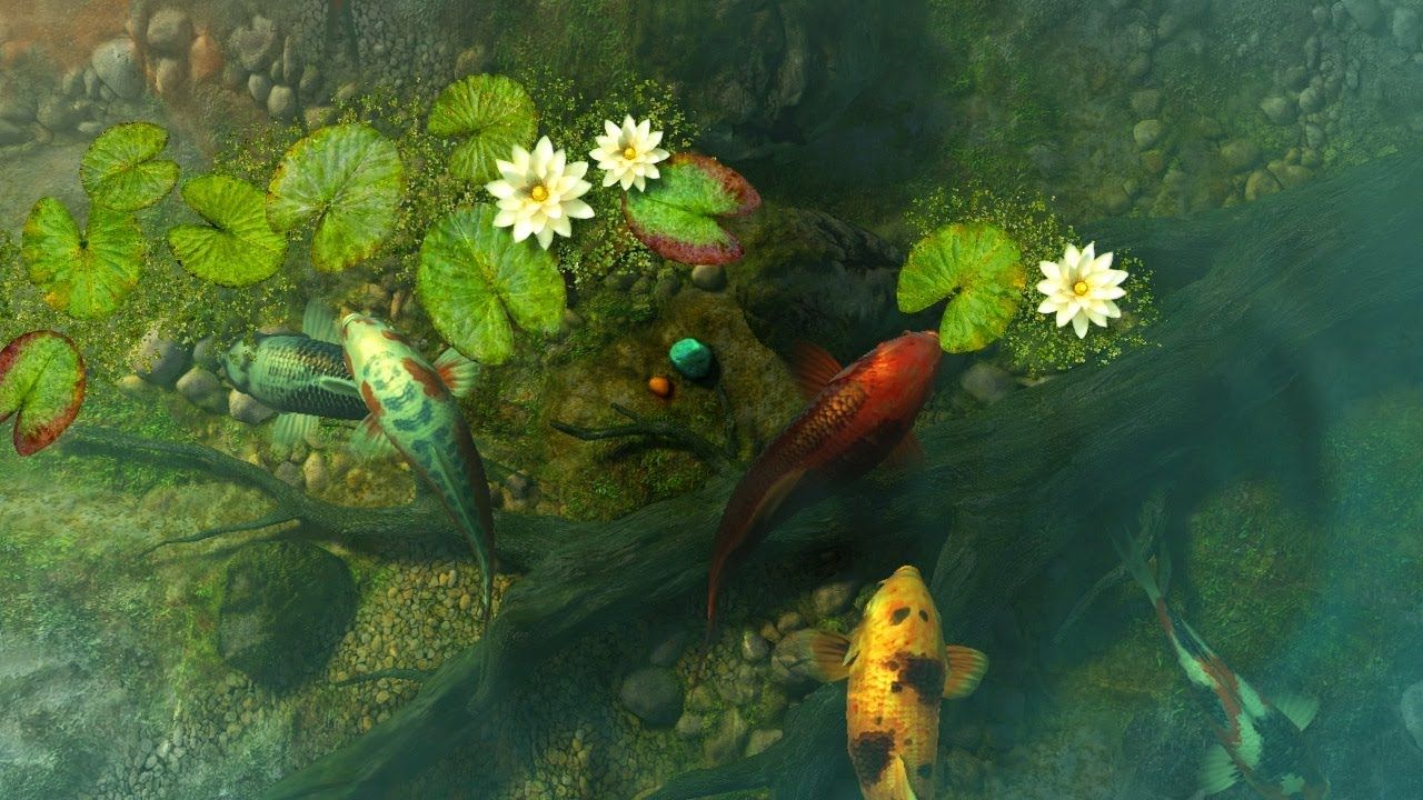 Koi Pond Background