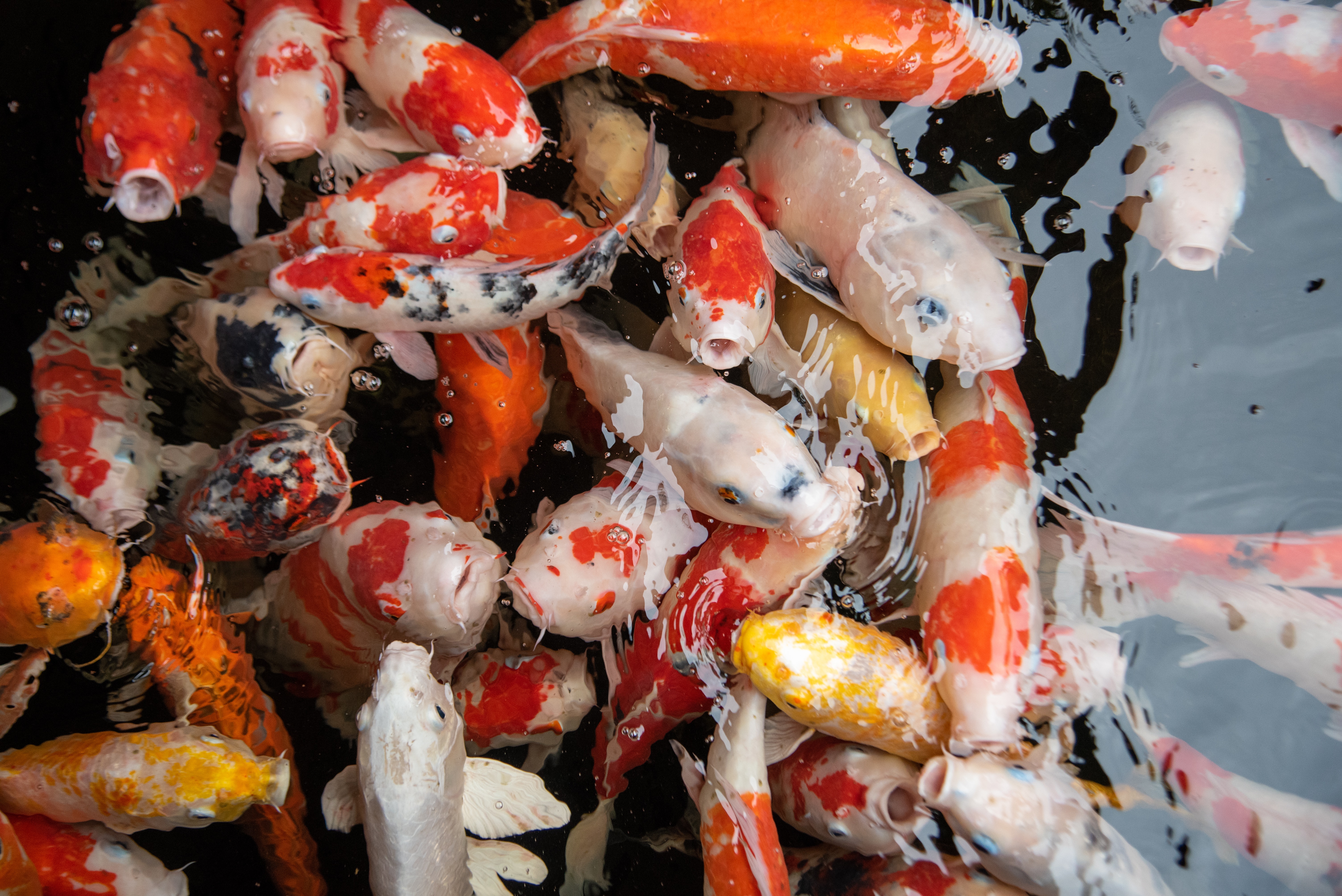 Koi Pond Background