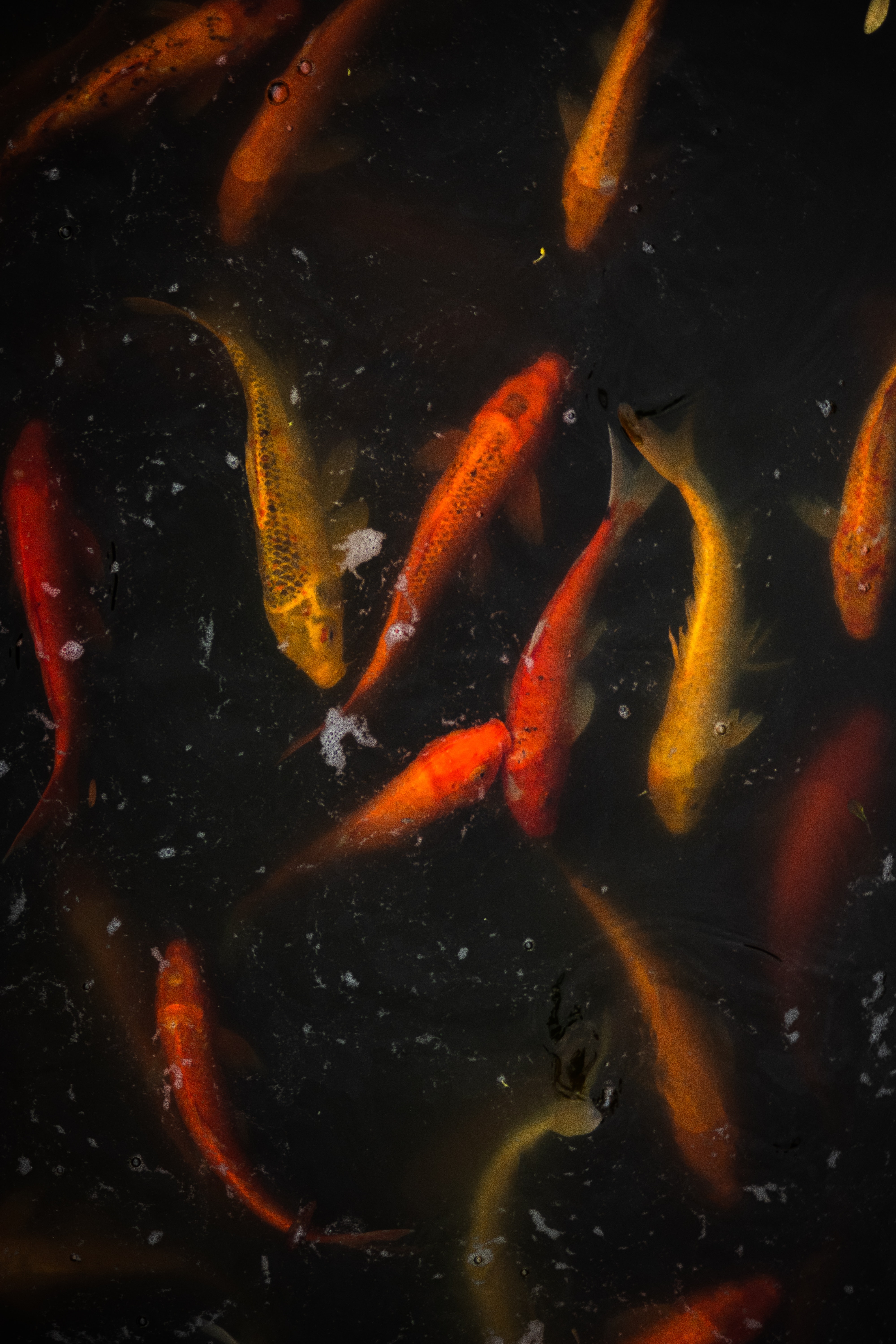 Koi Pond Background