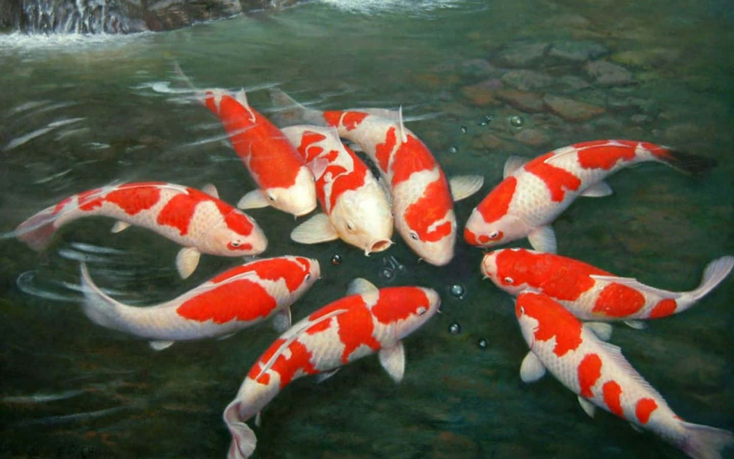 Koi Pond Background