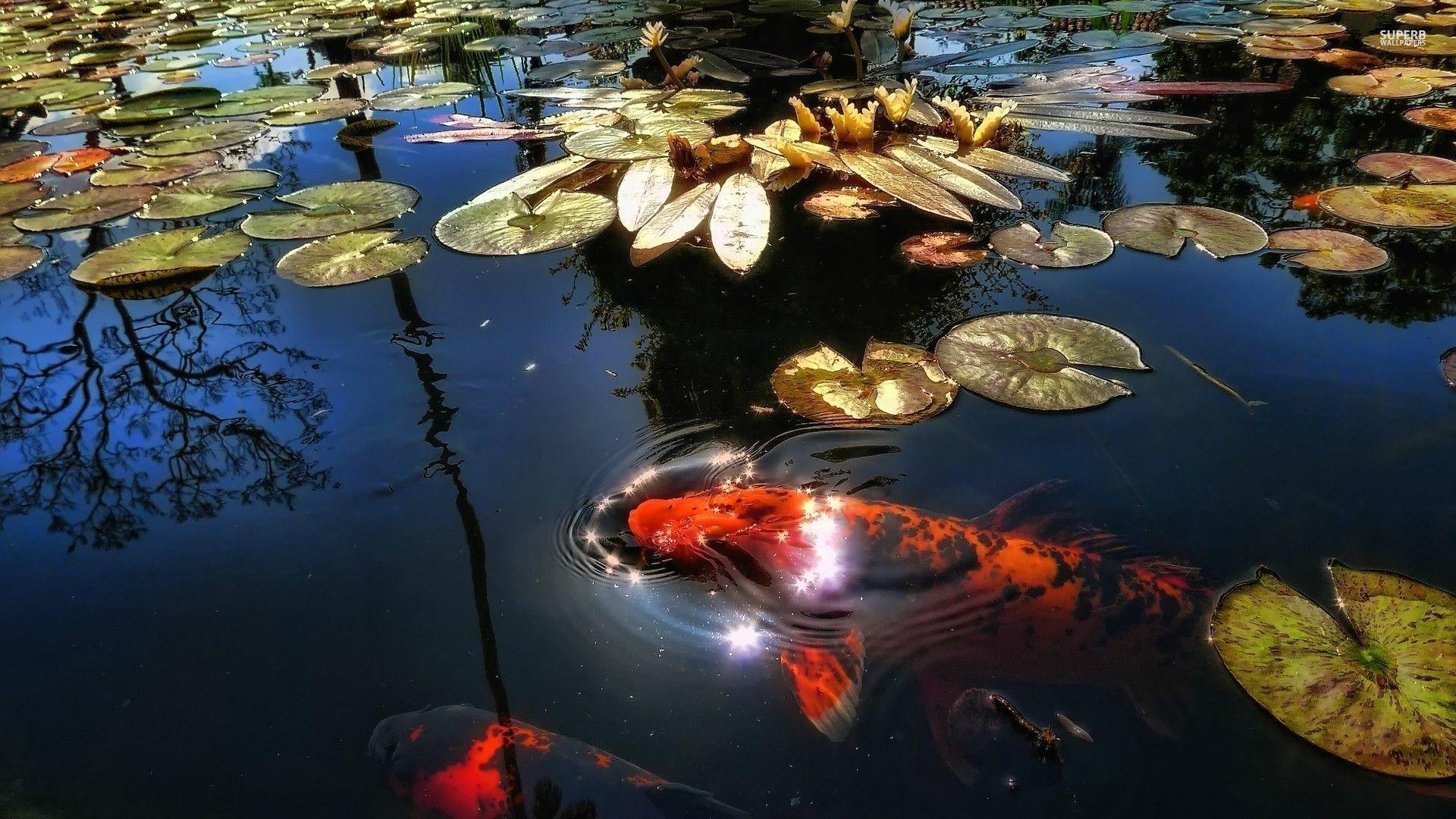 Koi Pond Background