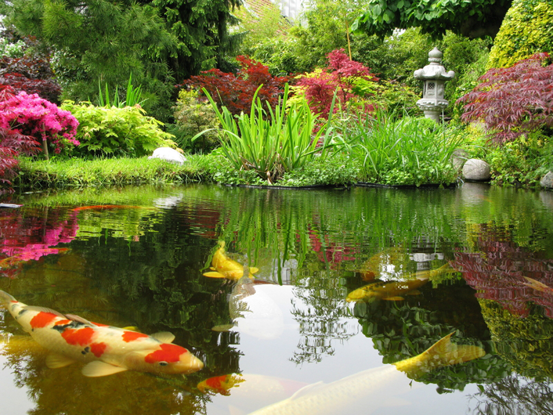 Koi Pond Background