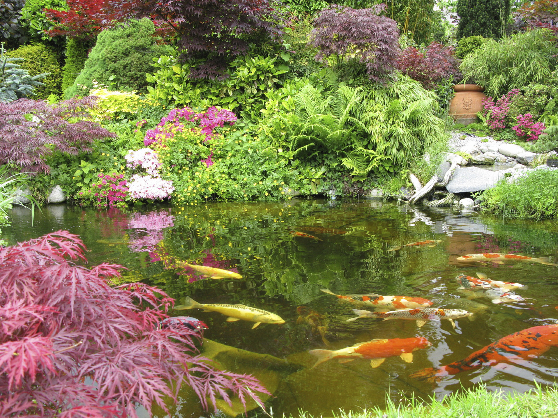 Koi Pond Background