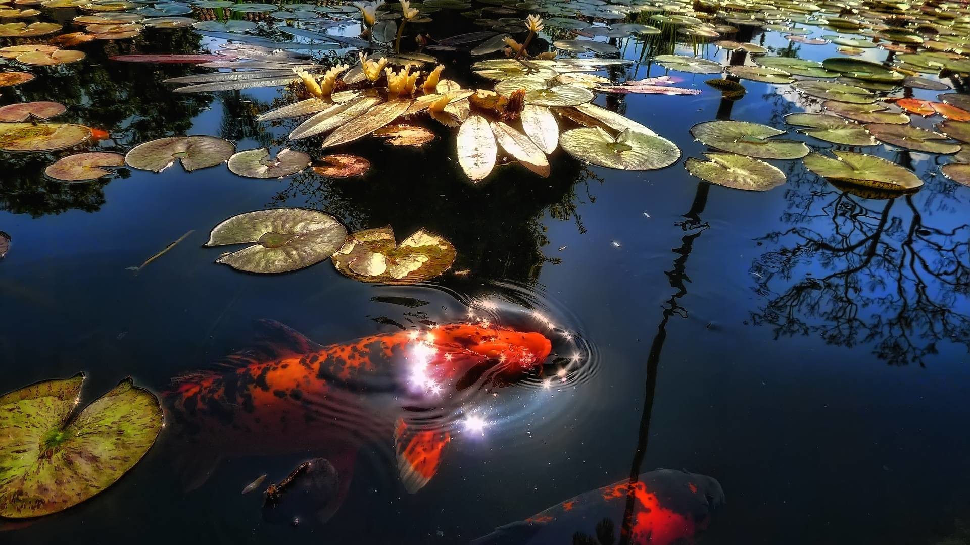 Koi Pond Background