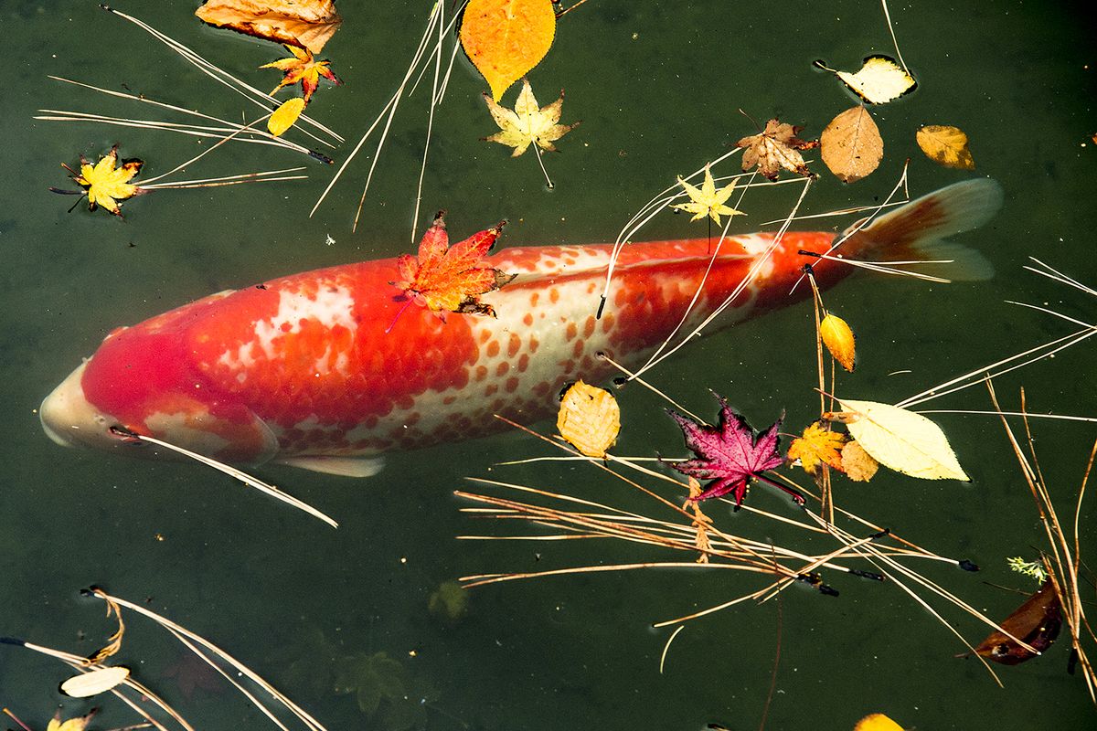 Koi Pond Background