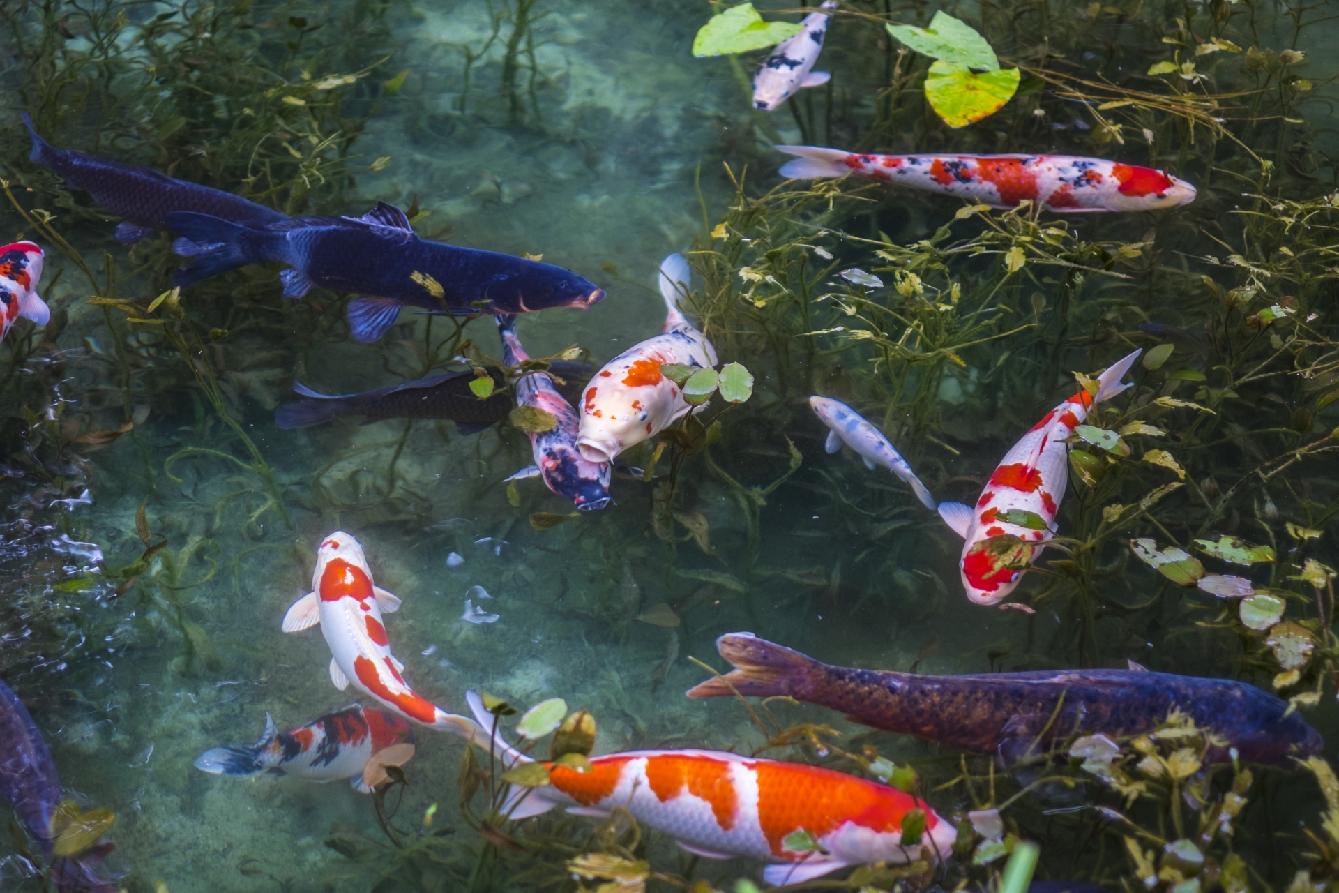 Koi Pond Background