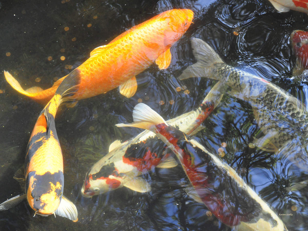 Koi Pond Background