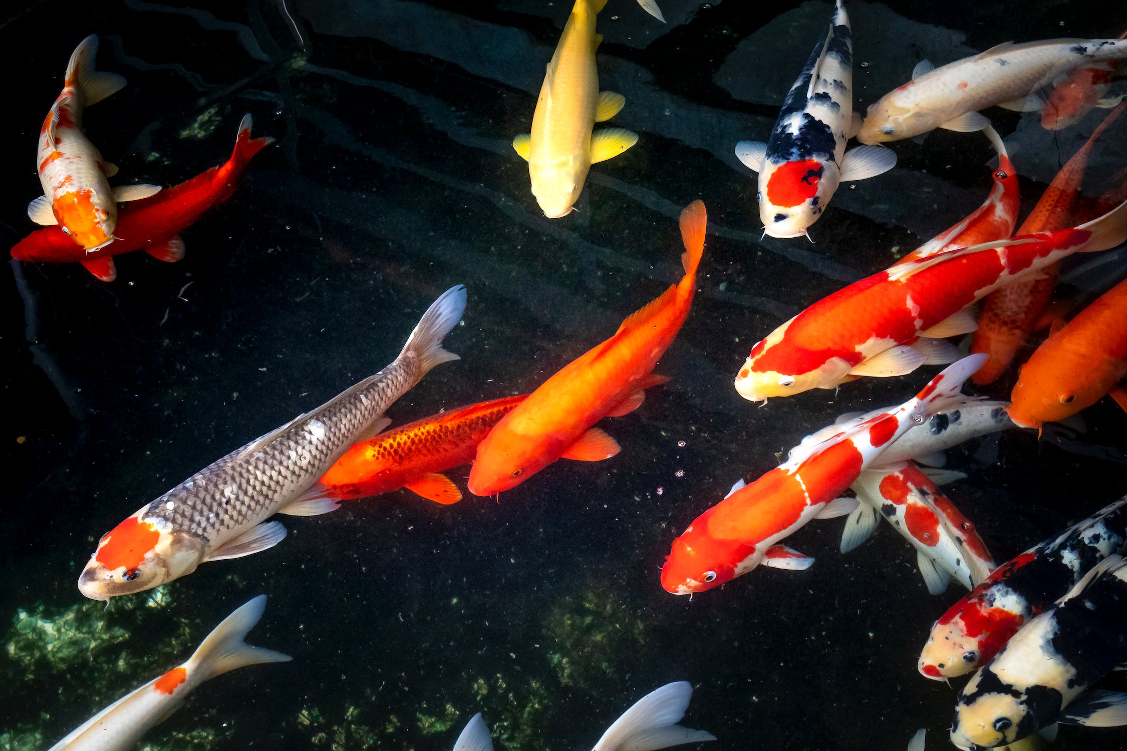 Koi Pond Background